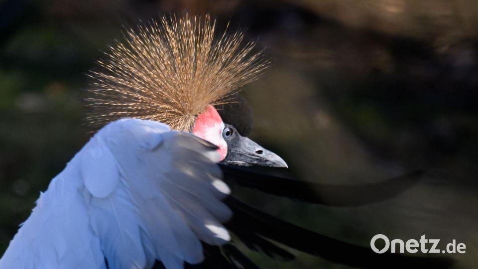 Eine Kronenkranich-Henne steht im Zoo Dresden im Gehege. Bild: Robert Michael/dpa