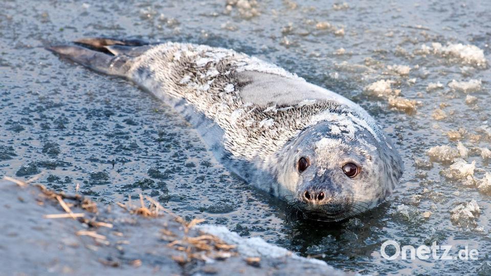Kegelrobbe "Molly" schwimmt nach ihrer Auswilderung im teils gefrorenen Wasser der Nordsee bei Friedrichskoog, Bild: Daniel Bockwoldt/dpa