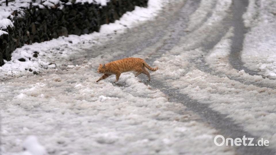 ABC, wer läuft denn da im Schnee? Eine Katze huscht im indischen Srinagar über eine schneebedeckte Straße. Bild: Mukhtar Khan/AP/dpa