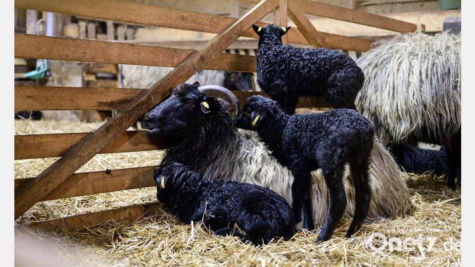 Schwarze Lämmchen stehen neben ihrer Mutter in der Lüneburger Heide. Bild: Philipp Schulze/dpa
