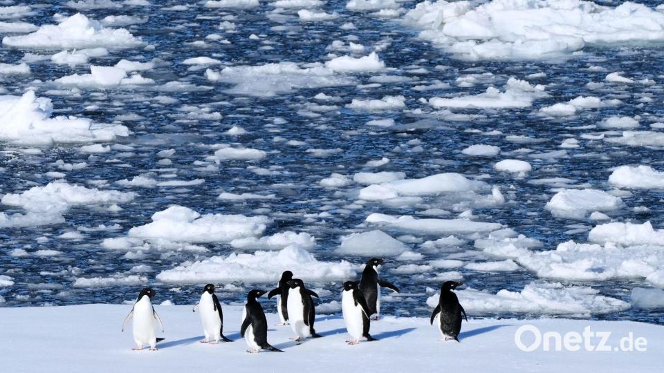 Die Dokumentation von Werner Herzog, in der ein anderer Pinguin vorkommt, ist von 2007. (Symbolbild) Bild: Mark Baker/AP/dpa