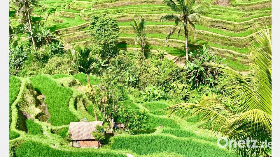 Bali ist bei Urlaubern aus aller Welt wegen seiner herrlichen Landschaften und idyllischen Reisterrassen beliebt. (Archivbild) Bild: Carola Frentzen/dpa