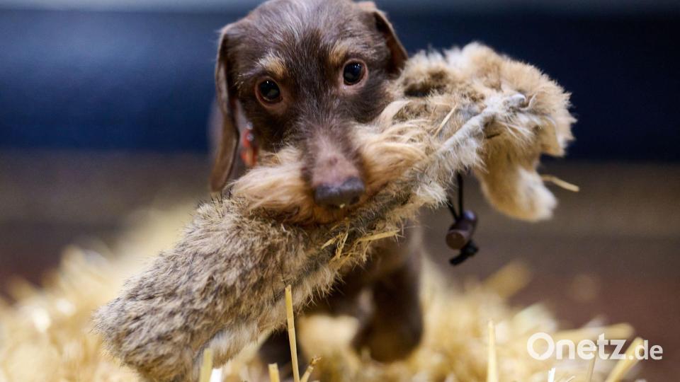 Dackel Bosse beim Presserundgang Bild: Bernd Thissen/dpa