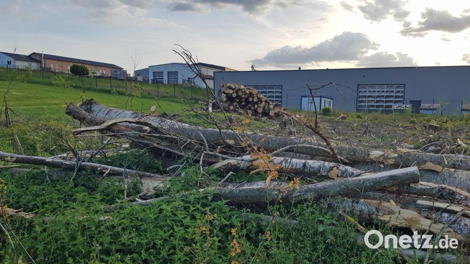 Hinter der Firma Faltenbacher hat die Stadt im künftigen Industrie- und Gewerbegebiet bereits Bäume gefällt. Bild: Benkhardt