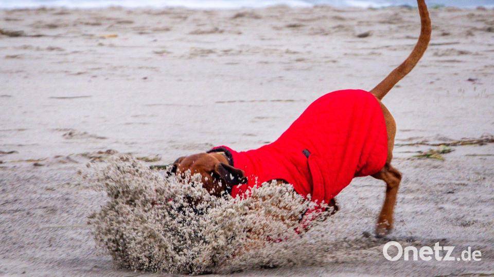 Hund am Osteestrand Bild: Jens Büttner/dpa