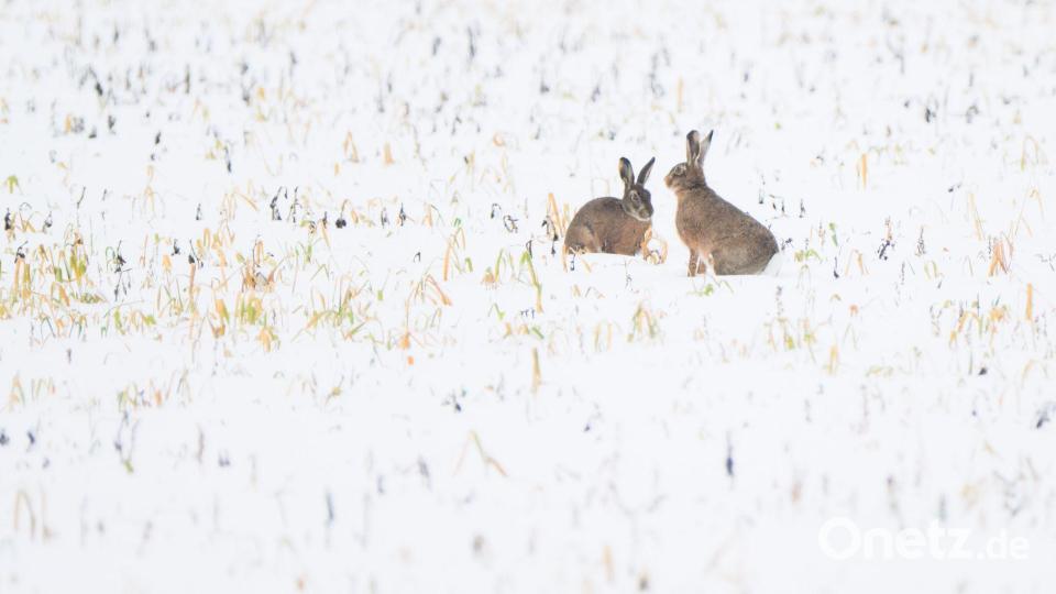 Trotz Schneefall war vor allem der Dezember nach Experteneinschätzung bislang zu trocken in Deutschland. (Symbolbild) Bild: Julian Stratenschulte/dpa