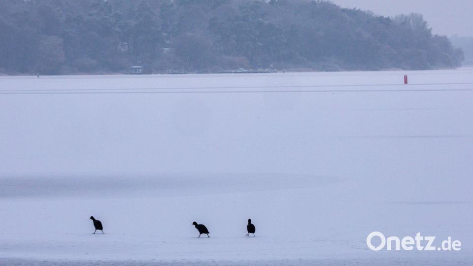 Blässhühner sind auf der komplett vereisten Müritz bei der Futtersuche unterwegs. Bild: Jens Büttner/dpa