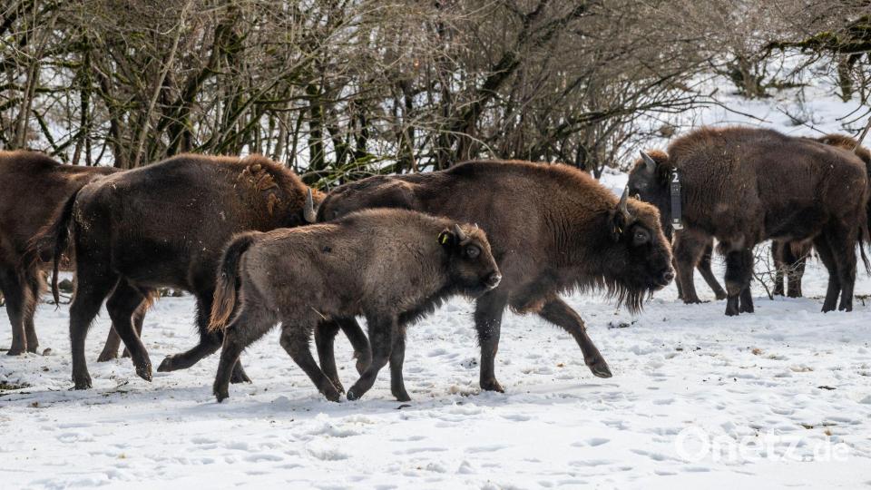 Mit dem Neuzuwachs aus Berlin und NRW leben in dem Nationalpark nun rund 90 Wisente (Handoutbilder). Bild: Emil Khalilov/Zoo Berlin/dpa