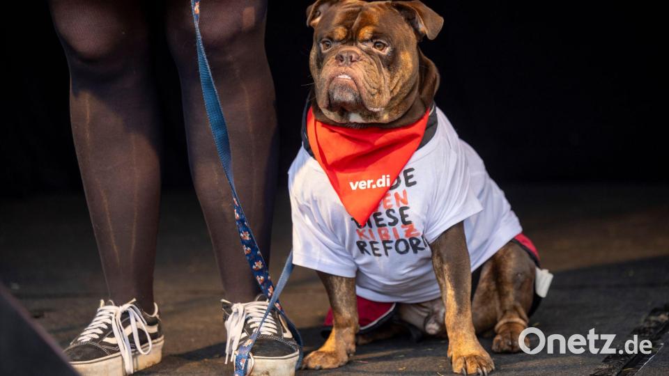 Hund Henry beim Verdi-Streik Bild: Thomas Banneyer/dpa
