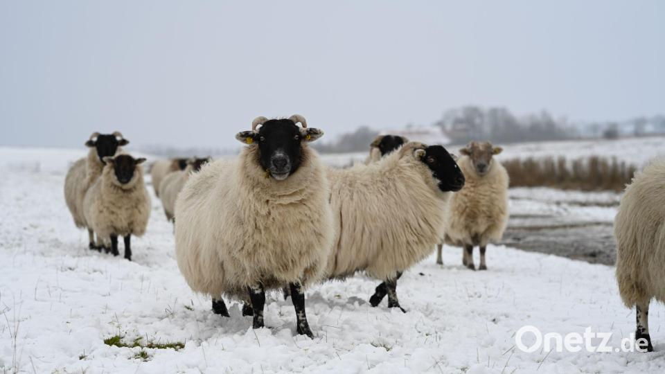 Winteridylle am Deich: Skudden-Schafe im Schnee Bild: Lars Penning/dpa