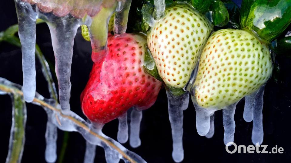 Kälte in den USA: Eiszapfen hängen an Erdbeeren auf einem Feld in Florida. Bild: Chris O'Meara/AP/dpa