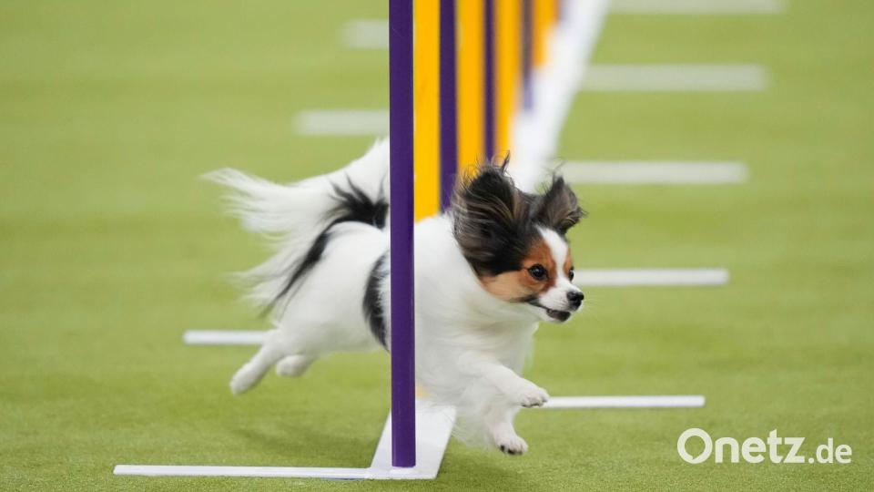 Ein Papillon-Hund nimmt an den Masters Agility Championship Finals auf der 150. Westminster Kennel Club Dog Show in New York teil. Bild: Yuki Iwamura/AP/dpa