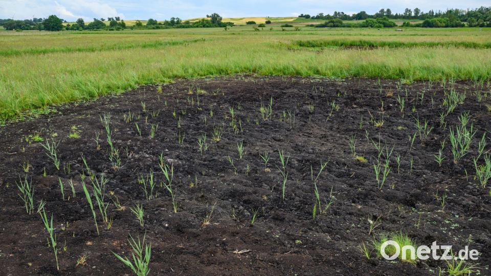 Bayerns Moore sollen wieder nässer werden. Auch sogenannte Paludikulturen, das heißt Pflanzen wie Schilf, lassen sich wirtschaftlich nutzen. Bild: Patrick Pleul/dpa