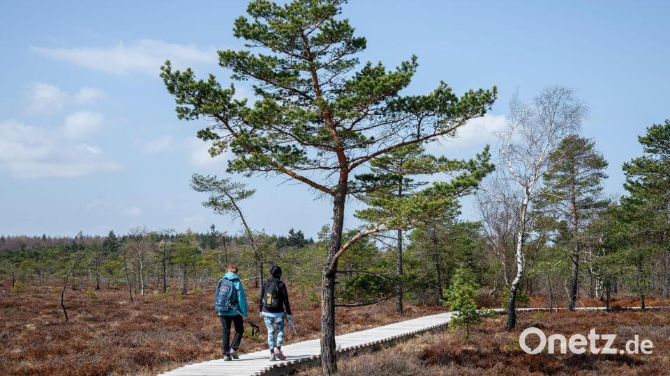 Die meisten Moore in Bayern sind relativ ausgetrocknet. Bild: Daniel Vogl/dpa