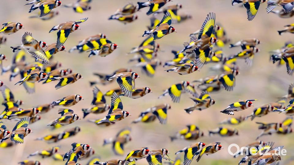 Farbkleckse im Wintergrau - bunte Diestelfinken unterwegs Bild: Patrick Pleul/dpa