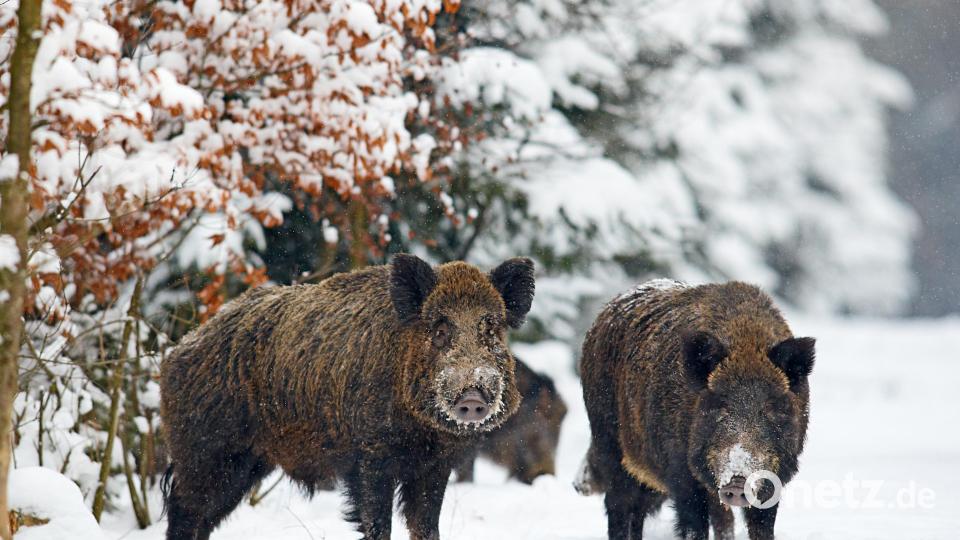 Die Wildschweine sind ganz schön neugierig. Bild: Alexander Oberst - stock.adobe.com