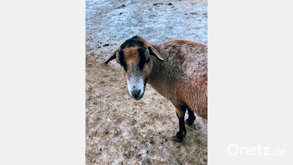 Die meisten Tiere im Wildpark sind an Menschen gewöhnt und gar nicht schüchtern. Bild: Evi Wagner