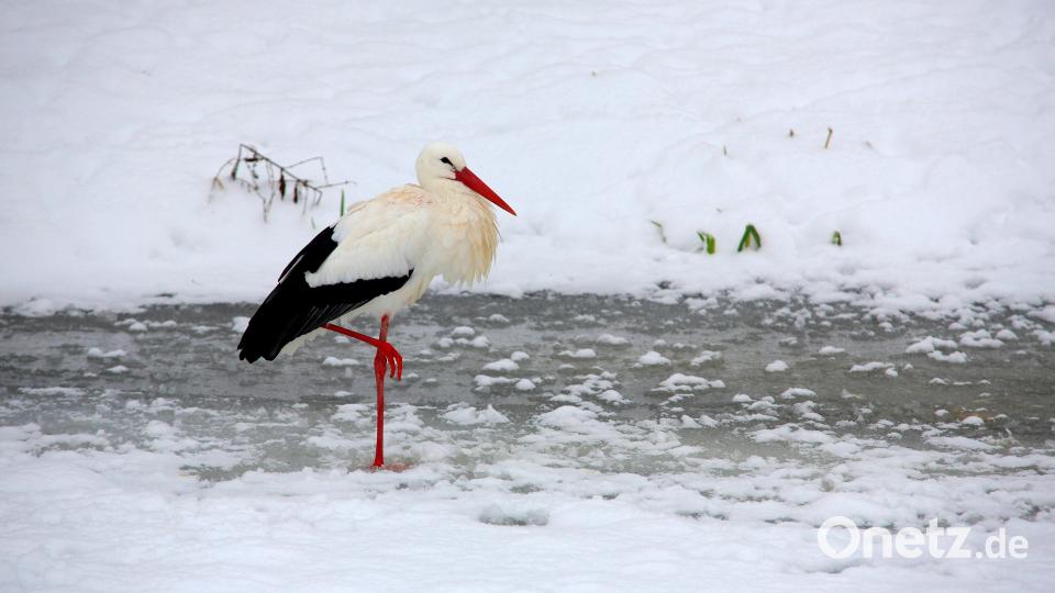 Auch Störche leben im Wildpark Höllohe. Bild: Heinz Schmidbauer - stock.adobe.com