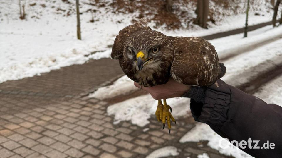 Am Dienstag hatte die Verkehrspolizeiinspektion einen nicht ganz alltäglichen Einsatz auf der A 93: Ein verletzter Bussard musste von der Autobahn geborgen werden. Bild: POM Burchazky, Verkehrspolizeiinspektion Weiden