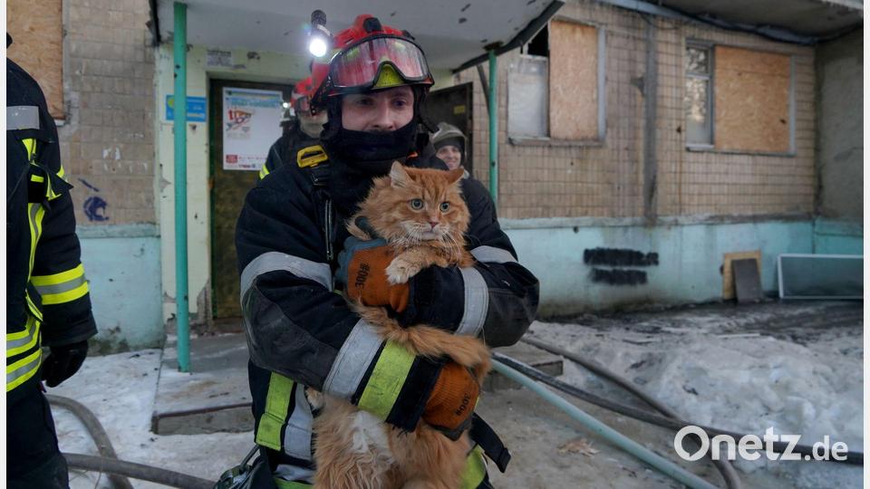 Ein Retter evakuiert eine Katze, nachdem eine russische Drohne bei einem Luftangriff ein Wohnhaus getroffen hat. Bild: Andrii Marienko/AP/dpa