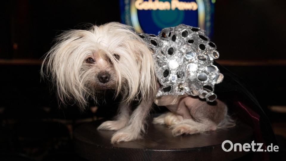 Golden Globes Mode für Hündchen Suki Bild: CJ Rivera/Invision/AP/dpa