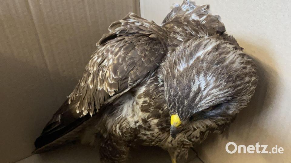 Der verletzte Bussard fand in einer Schachtel ein vorübergehendes Zuhause. Bild: PHK Wächter, Verkehrspolizeiinspektion Weiden