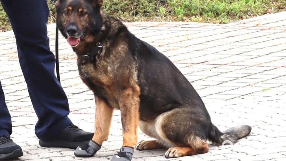 Drogenspürhund „Cessy“ ist einmal mehr erfolgreich. Bild: Hauptzollamt Regensburg