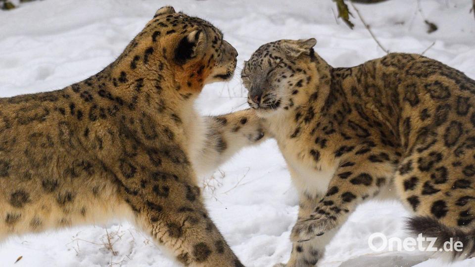 Zwei Schneeleoparden tollen im Magdeburger Zoo in ihrem verschneiten Freigehege miteinander. Bild: Klaus-Dietmar Gabbert/dpa