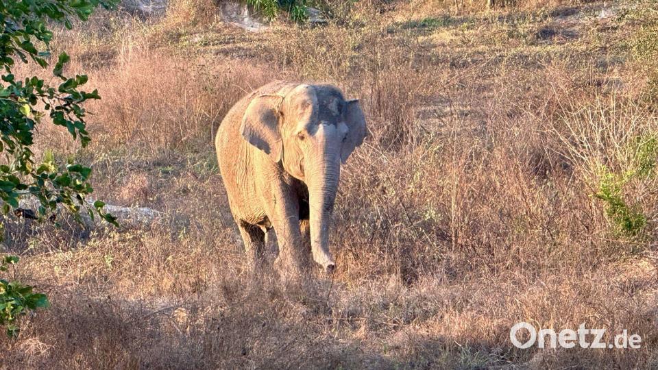 Asiatische Elefanten gelten als stark bedroht. Archivbild: Carola Frentzen/dpa