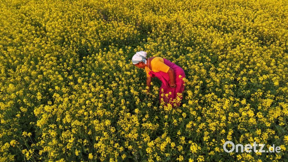Eine aus dem Stamm der Bodo stammende Frau arbeitet in einem Senffeld am Rande von Guwahati. Bild: Anupam Nath/AP/dpa