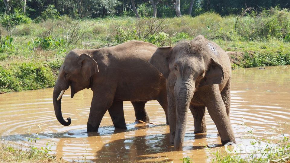 Asiatische Elefanten verlieren immer mehr ihres ursprünglichen Lebensraums. (Archivbild) Bild: Carola Frentzen/dpa
