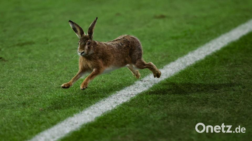 Ein Hase läuft über das Spielfeld während der Halbzeitpause. Bild: Christian Charisius/dpa