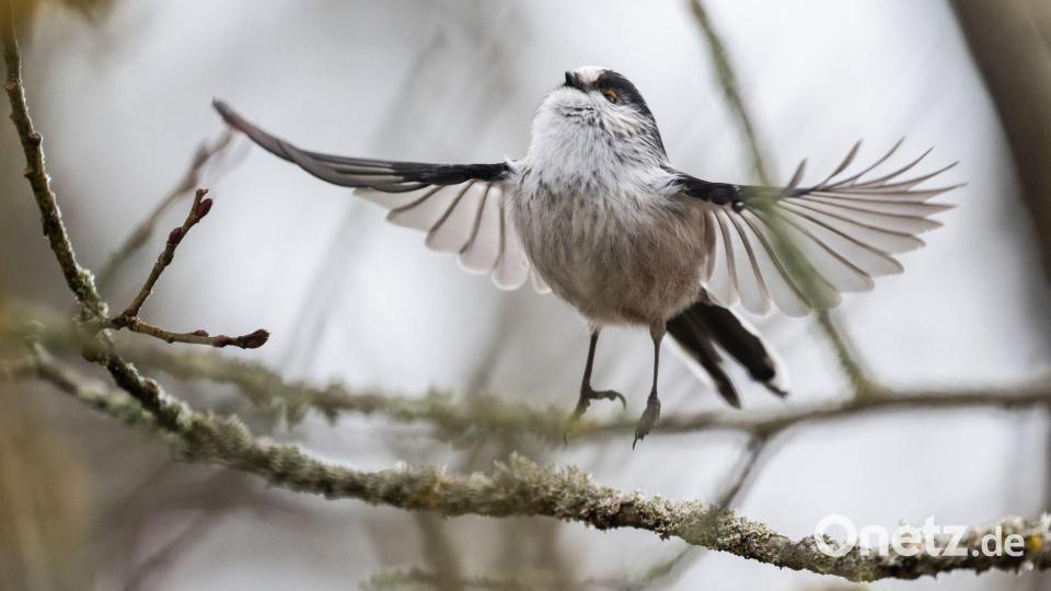 Schwanzmeise startet Flug von Baumzweig Bild: Silas Stein/dpa
