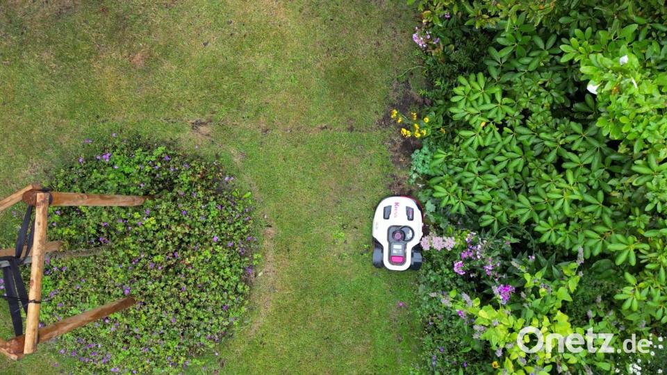 Wenn der Mähroboter kommt, fliehen Igel leider nicht automatisch. Wenn sich die Tiere zusammenrollen, können die Maschinen zur tödlichen Gefahr werden. (Symbolbild) Bild: Sascha Thelen/dpa