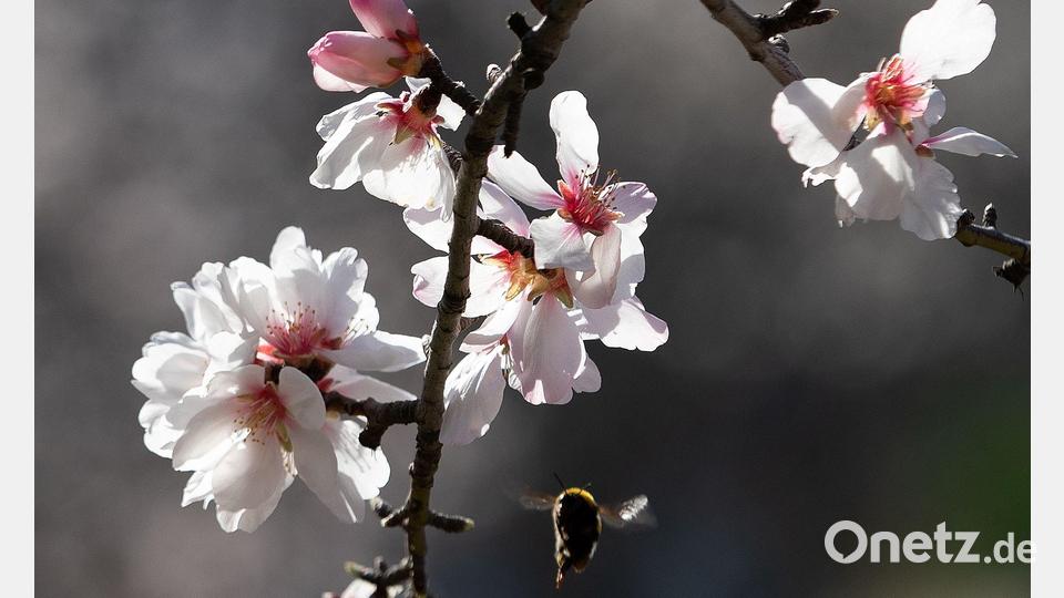 Blühende Mandelbäume stehen auf dem Land bei Bunyola auf Mallorca. Bild: Clara Margais/dpa