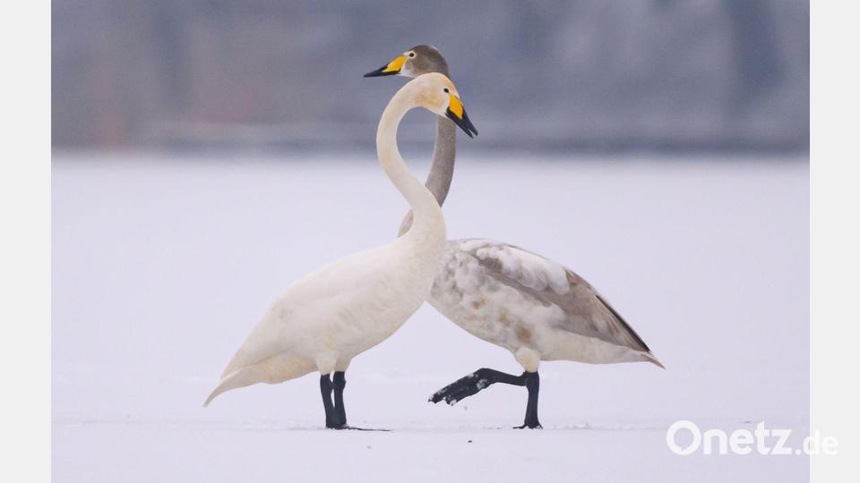 Schwanensee: Singschwäne stehen auf einem gefrorenen See in Brandenburg. Bild: Patrick Pleul/dpa