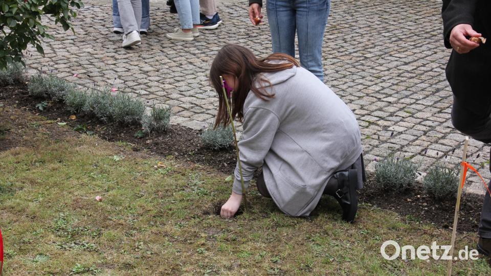 Eine Gottesdienstbesuchern legt Blumenzwiebel in den Kreuzgarten. Bild: kro