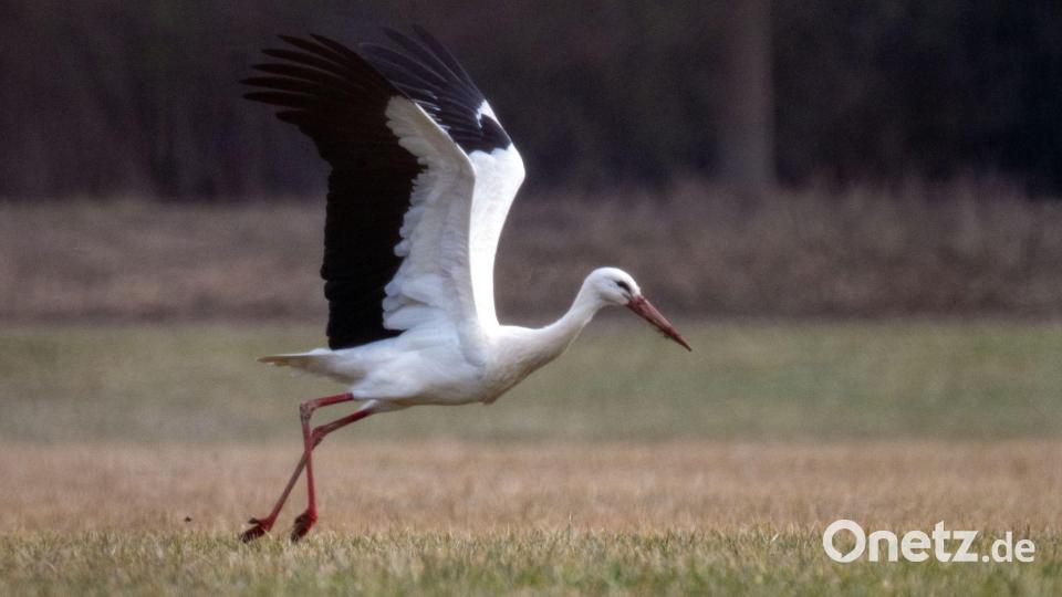 Flugbereitschaft: Ein Storch hebt von einer Wiese in Bayern ab. Bild: Pia Bayer/dpa