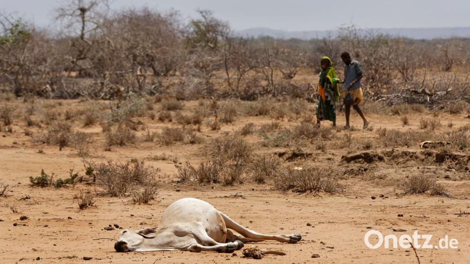 Dürren treten in Ostafrika und am Horn von Afrika häufiger und in kürzeren Abständen auf. (Archivbild) Bild: Ben Curtis/dpa