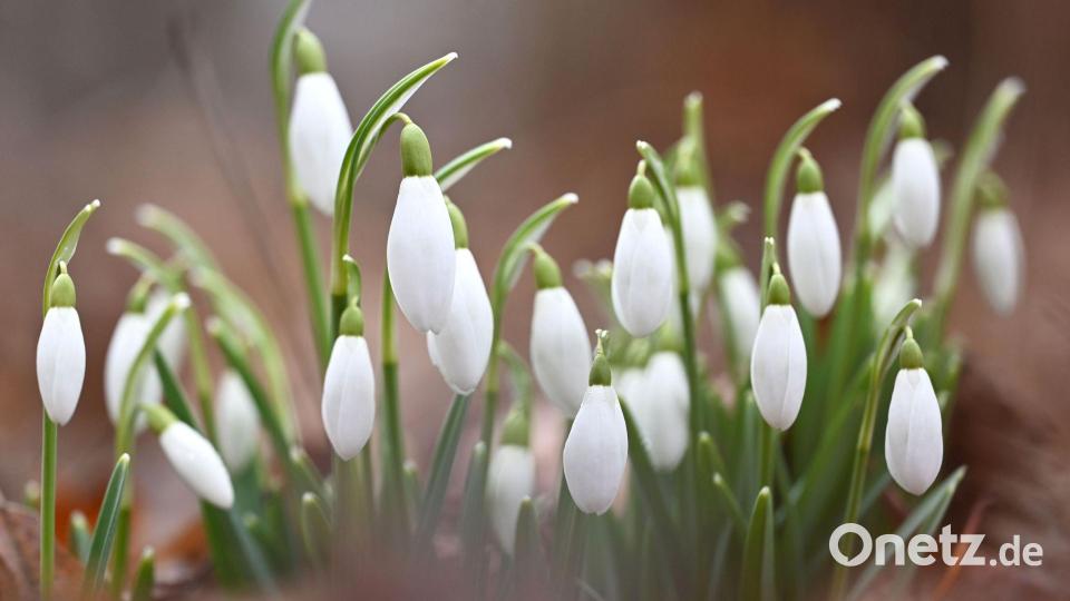 Nach Eis und Schnee trauen sich immer häufiger auch die ersten Frühblüher ans Tageslicht. Milde Temperaturen machen es möglich. (Illustration) Bild: Katrin Requadt/dpa
