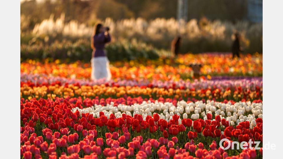 Tulpen blühen in einem Park in der Stadt Kunming in der südwestchinesischen Provinz Yunnan. Bild: Peng Yikai/XinHua/dpa