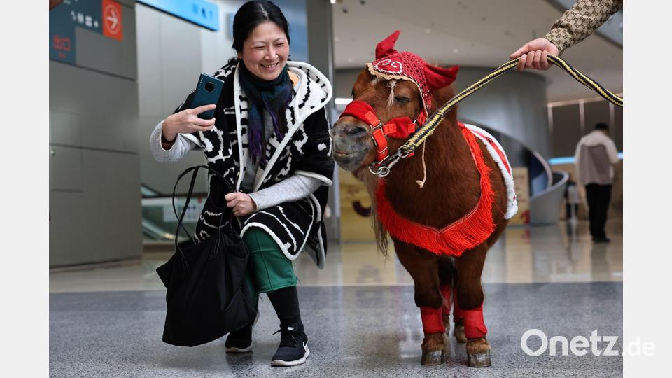 Eine Besucherin macht Bilder von einem Shetlandpony in einer Ausstellung zu Pferden in Geschichte und Kultur im chinesischen Shanghai. Bild: Fang Zhe/XinHua/dpa