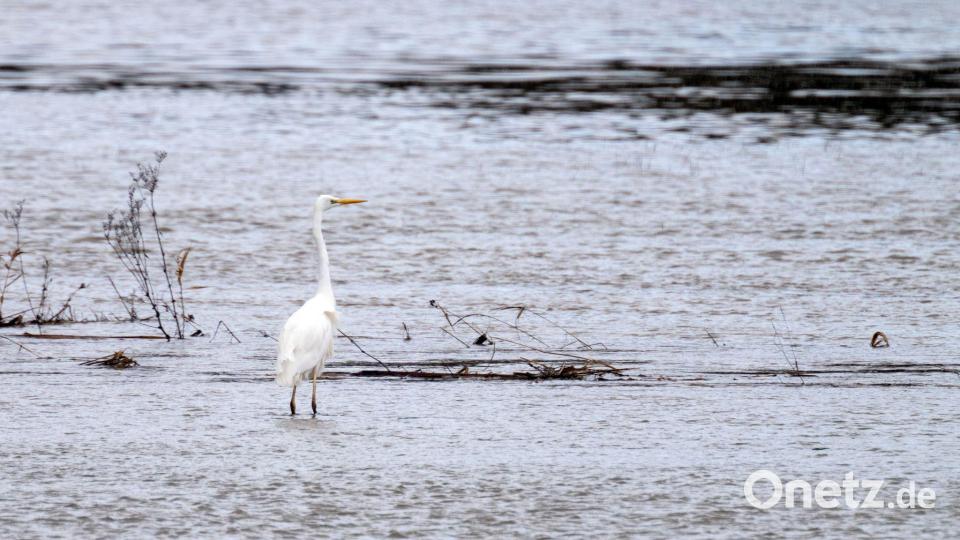 An der Itz gibt es Hochwasser. Bild: Pia Bayer/dpa