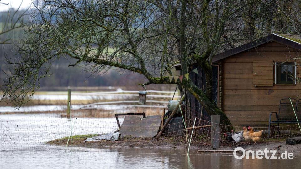 Hühner in Hemmendorf blicken aufs Hochwasser. Bild: Pia Bayer/dpa