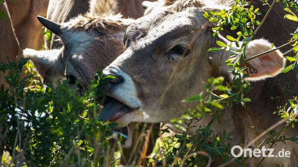 Die Fleischerzeugung hat einen erheblichen Einfluss auf Frankreichs CO2-Fußabdruck (Archivbild). Bild: Nicholas Garriga/AP/dpa