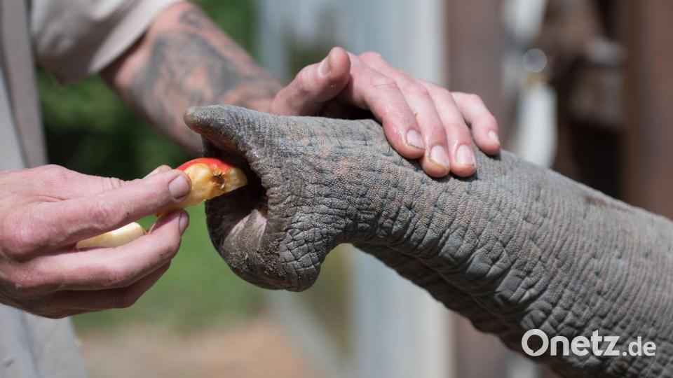 Ein Tierpfleger gibt einem Elefanten Futter. Bild: Alejandro Posada/Heidelberg Zoo/Max-Planck-Institut für Intelligente Systeme/dpa