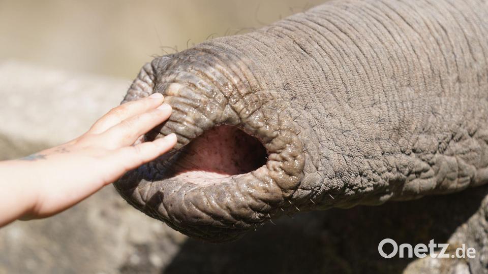 Elefanten zupfen trotz grober Statur präzise Blätter, sie schöpfen Wasser und können winzige Futterstücke ebenso aufheben wie Baumstämme. Bild: Marcus Brandt/dpa
