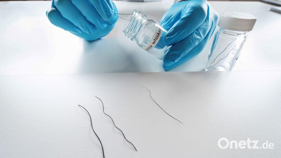 Die Studie untersuchte Rüsselhaare von Elefanten. Bild: ---/Max-Planck-Insitut für Intelligente Systeme/dpa