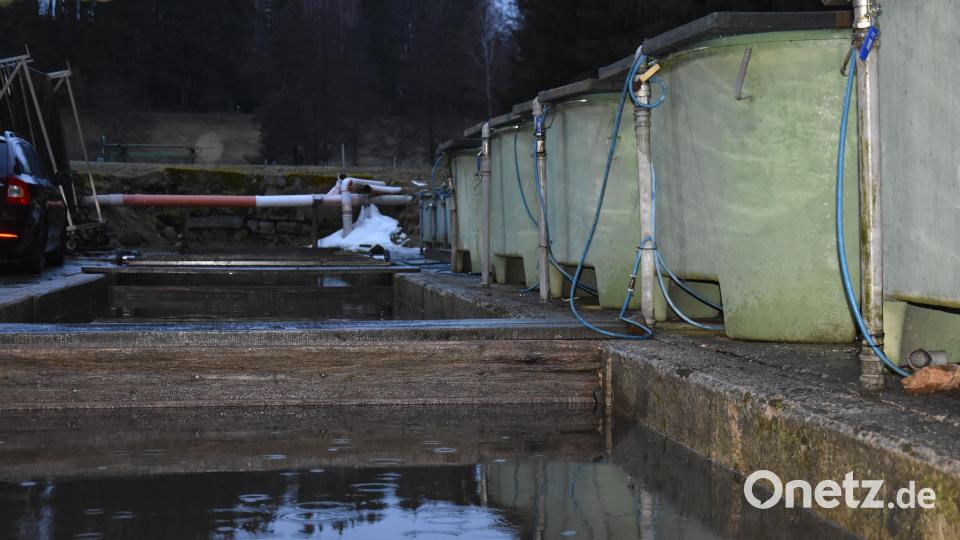 Der Bärnauer Fischzuchtbetrieb Stier vereint traditionelle Karpfen- und Forellenteichwirtschaft mit Indoor-Fischzucht. Bild: jut