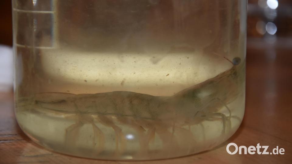 In einer Halle werden Fische gezüchtet, die normalerweise in der Oberpfalz nicht vorkommen – wie diese Garnele etwa. Bild: jut